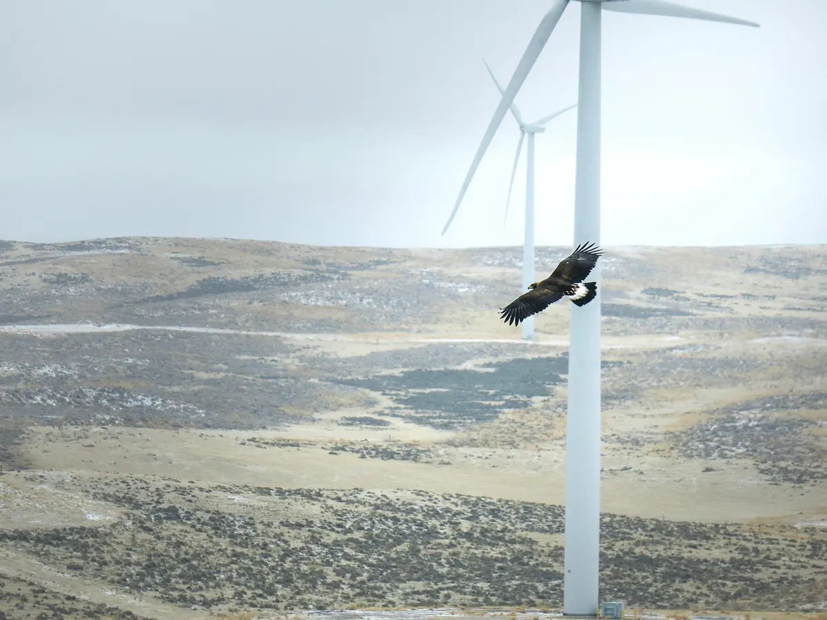 A golden eagle flying close to a wind turbine, Credits: Pixabay